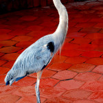 Great blue heron, fish market, Puerto Ayora, Santa Cruz Island, Galapagos Islands, Ecuador Great blue heron, fish market, Puerto Ayora, Santa Cruz Island, Galapagos Islands, Ecuador