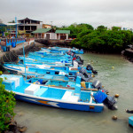 Fish market, Puerto Ayora, Santa Cruz Island, Galapagos Islands, Ecuador Fish market, Puerto Ayora, Santa Cruz Island, Galapagos Islands, Ecuador