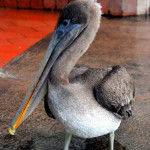 Brown pelican, fish market, Puerto Ayora, Santa Cruz Island, Galapagos Islands, Ecuador Brown pelican, fish market, Puerto Ayora, Santa Cruz Island, Galapagos Islands, Ecuador