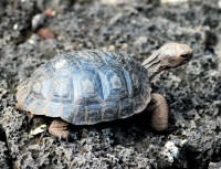 Baby giant tortoise, Charles Darwin Research Center, Puerto Ayora, Santa Cruz Island, Galapagos Islands, Ecuador Baby giant tortoise, Charles Darwin Research Center, Puerto Ayora, Santa Cruz Island, Galapagos Islands, Ecuador