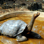 Lonesome George, Charles Darwin Research Center, Puerto Ayora, Santa Cruz Island, Galapagos Islands, Ecuador Lonesome George, Charles Darwin Research Center, Puerto Ayora, Santa Cruz Island, Galapagos Islands, Ecuador