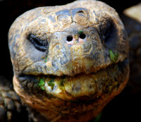 Giant tortoise portrait, Charles Darwin Research Center, Puerto Ayora, Santa Cruz Island, Galapagos Islands, Ecuador Giant tortoise portrait, Charles Darwin Research Center, Puerto Ayora, Santa Cruz Island, Galapagos Islands, Ecuador
