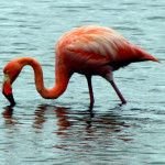 Greater Galapagos flamingo, Floreana Island, Galapagos Islands, Ecuador