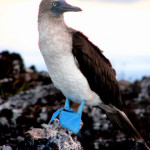 Blue-footed booby perched precariously on volcanic rock, Isabella Island, Galapagos Islands, Ecuador
