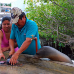 Sea lion waits for his share, fish market, Peurto Ayora, Santa Cruz Island, Galápagos Islands, Ecuador Sea lion waits for his share, fish market, Peurto Ayora, Santa Cruz Island, Galápagos Islands, Ecuador