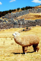Sexy alpaca (maybe) at The Inca site of Saqsaywaman, Cusco, Peru