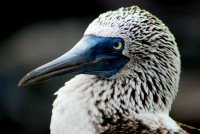 Blue-footed booby portrait, Black turtle cove, Santa Cruz Island, Galapagos Islands, Ecuador