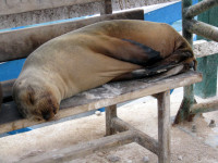 Sea lion resting on the docks, Santa Cruz Island, Galapagos Islands, Ecuador