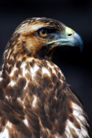 Galapagos hawk (juvenile), Fernandina Island, Galápagos Islands, Ecuador