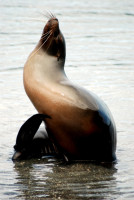 le sea lion posing, Santiago Island, Galápagos Islands, Ecuador