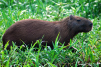 Capybara on the banks of the Itenez River, Noel Kempff Mercado National Park, Bolivia