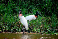 Jabiru Storks, Itenez River, Noel Kempff Mercado National Park, Bolivia
