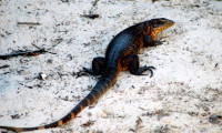 Monitor Lizard, Flor de Oro, Noel Kempff Mercado National Park, Bolivia