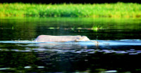 Pink River Dolphin, Noel Kempff Mercado National Park, Bolivia