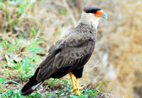 Crested Caracara, Noel Kempff Mercado National Park, Bolivia
