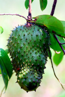 Soursop fruit, Flor de Oro, Noel Kempff Mercado National Park, Bolivia
