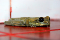 A bulging-eyed, flat frog, Flor de Oro, Noel Kempff Mercado National Park, Bolivia