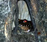 Toad, Noel Kempff Mercado National Park, Bolivia