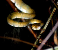 Snake, Noel Kempff Mercado National Park, Bolivia
