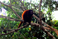 Howler monkey, Noel Kempff Mercado National Park, Bolivia