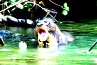 Psychedelic giant river otter, Noel Kempff Mercado National Park, Bolivia