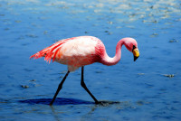 Flamingo, Lake Canapa, Southwest Bolivia Flamingo, Lake Canapa, Southwest Bolivia