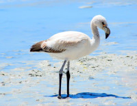 Juvenile Greater Flamingo, Laguna Blanca, Eduardo Abaroa Andean Fauna National Reserve, Southwest Bolivia