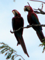 Scarlet Macaws, Noel Kempff Mercado National Park, Bolivia