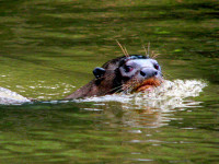 Giant river otters, Noel Kempff Mercado National Park, Bolivia