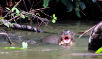 Giant river otters, Noel Kempff Mercado National Park, Bolivia