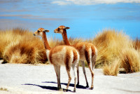 Vicuña, Lake Hedionda, Southwest Bolivia Vicuña, Lake Hedionda, Southwest Bolivia