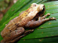 Frog, Flor de Oro, Noel Kempff Mercado National Park, Bolivia