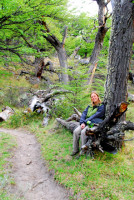 Lenga forest, Laguna de Los Tres hike, Los Glaciares National Park, Argentina