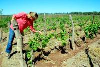 Checking out the vines, Vina el Cerno, Maipu, Argentina