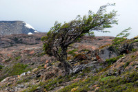 Did I mention it was windy hereabouts? Torres del Paine National Park, Chile