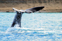 Southern right whale fluking, Peninsula Valdes, Argentina