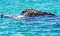 Southern right whale and baby, Peninsula Valdes, Argentina