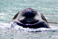 Unique calcification pattern on the head of a southern right whale, Peninsula Valdes, Argentina