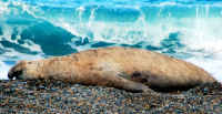 Basking southern elephant seal, Peninsula Valdes, Argentina