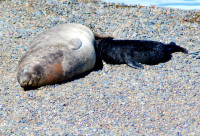 Female southern elephant seal and baby, Peninsula Valdes, Argentina