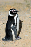 Magellanic penguin, Punta Tombo Provincial Park, Patagonia, Argentina