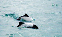 Commerson's dolphins, Rawson, Argentina