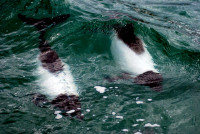 Commerson's dolphins, Rawson, Argentina