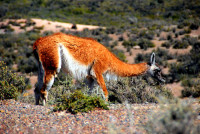 Guanaco, Punta Tombo Provincial Park, Patagonia, Argentina