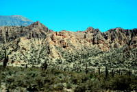 Giant saguaro cacti, Quebreda de Humahuaca, Argentina