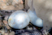 Magellanic penguin incubating eggs, Punta Tombo Provincial Park, Patagonia, Argentina