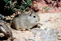 Wild guinea pig, Punta Tombo Provincial Park, Patagonia, Argentina