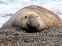 Male southern elephant seal, Peninsula Valdes, Argentina