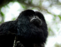 Howler monkey, Esteros del Ibera, Argentina
