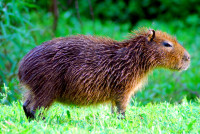 Capybara shakes off the rain, Ibera wetlands, Argentina